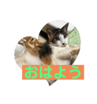 にゃんこの日常パート①（個別スタンプ：1）