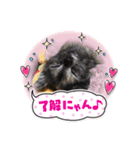 にゃんこの日常パート①（個別スタンプ：3）