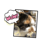 にゃんこの日常パート①（個別スタンプ：4）