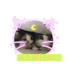 にゃんこの日常パート①（個別スタンプ：6）
