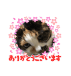 にゃんこの日常パート①（個別スタンプ：8）
