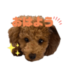 トイプードルのるいくんスタンプ（個別スタンプ：1）