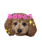 トイプードルのるいくんスタンプ（個別スタンプ：5）