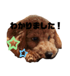 トイプードルのるいくんスタンプ（個別スタンプ：6）