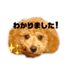 トイプードルのるいくんスタンプ（個別スタンプ：8）