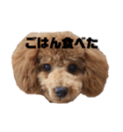 トイプードルのるいくんスタンプ（個別スタンプ：10）