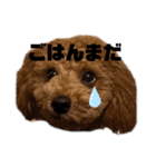 トイプードルのるいくんスタンプ（個別スタンプ：12）