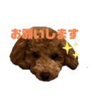 トイプードルのるいくんスタンプ（個別スタンプ：15）
