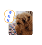 トイプーホルンの日常2（個別スタンプ：1）