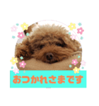 トイプーホルンの日常2（個別スタンプ：2）