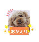 トイプーホルンの日常2（個別スタンプ：3）