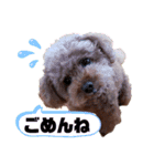 トイプーホルンの日常2（個別スタンプ：6）