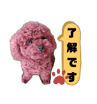 トイプーホルンの日常2（個別スタンプ：7）