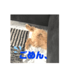 モンちゃんすたんぷ（個別スタンプ：8）