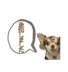 あびぃ。1（個別スタンプ：18）