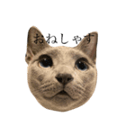 にゃんずの独り言（個別スタンプ：3）