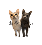 にゃんずの独り言（個別スタンプ：5）
