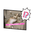 便利なモカくんスタンプ1（個別スタンプ：2）