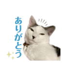 リンタロスァン（個別スタンプ：1）