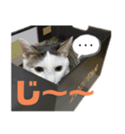 リンタロスァン（個別スタンプ：4）