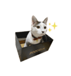 リンタロスァン（個別スタンプ：5）