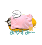 リンタロスァン（個別スタンプ：7）