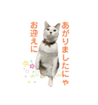 リンタロスァン（個別スタンプ：8）