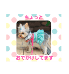 GemmaKikiPippi Lovely Stamps 202105（個別スタンプ：1）