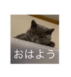 ねこのこはくちゃん（個別スタンプ：1）