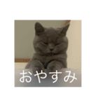 ねこのこはくちゃん（個別スタンプ：2）