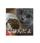 ねこのこはくちゃん（個別スタンプ：3）