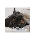 ねこのこはくちゃん（個別スタンプ：4）