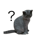 ねこのこはくちゃん（個別スタンプ：6）