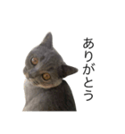 ねこのこはくちゃん（個別スタンプ：9）