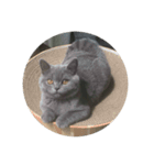 ねこのこはくちゃん（個別スタンプ：12）