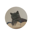 ねこのこはくちゃん（個別スタンプ：14）