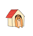 限界柴犬（個別スタンプ：25）