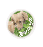 ちくわちゃんと仲間たち（個別スタンプ：1）