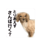 ちくわちゃんと仲間たち（個別スタンプ：13）