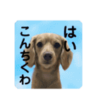 ちくわちゃんと仲間たち（個別スタンプ：15）