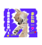 ダックスとたまに柴犬。（個別スタンプ：4）