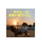 ダックスとたまに柴犬。（個別スタンプ：6）
