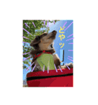 ダックスとたまに柴犬。（個別スタンプ：7）