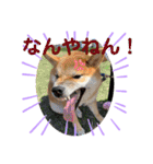ダックスとたまに柴犬。（個別スタンプ：8）