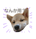 ダックスとたまに柴犬。（個別スタンプ：10）