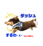 ダックスとたまに柴犬。（個別スタンプ：11）