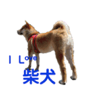 ダックスとたまに柴犬。（個別スタンプ：14）