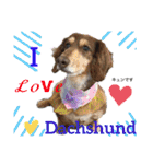 ダックスとたまに柴犬。（個別スタンプ：15）