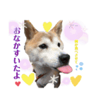 ダックスとたまに柴犬。（個別スタンプ：16）