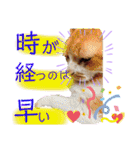 ダックスとたまに柴犬。（個別スタンプ：18）